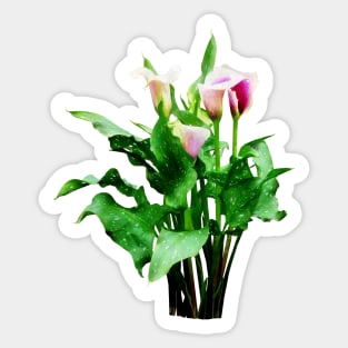 Lioies - Pink and White Calla Lilies Sticker